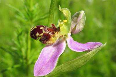L'ophrys abeille 